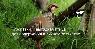 Куропатки — выгодная птица для содержания в личном хозяйстве - botanichka.ru