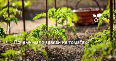 Почему мало завязи на томатах? - botanichka.ru