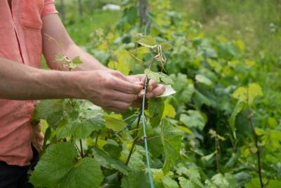 Уход за виноградом в августе: 4 самые важные процедуры - ogorod.ru - г. Виноград