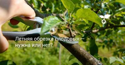 Летняя обрезка плодовых — нужна или нет? - botanichka.ru