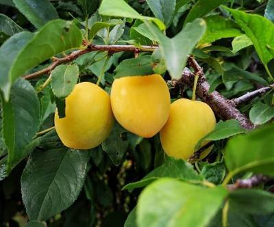 5 гибридов плодовых деревьев, которые даже вкуснее своих «родителей» - orchardo.ru