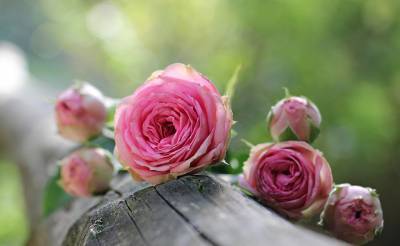 Королева цветов — роза: проблемы в выращивании - 4udesnaya-da4a.com