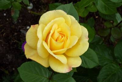 Желтая штамбовая роза флорибунда Arthur Bell (Артур Белл) - fermilon.ru