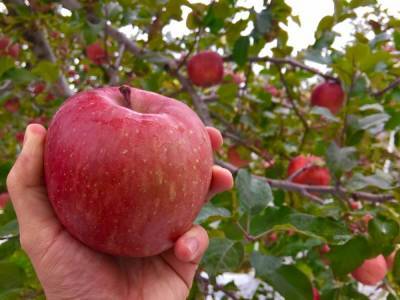 Всеми любимые сорта яблок, которые исчезают из наших садов - ogorod.ru