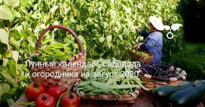 Лунный календарь садовода и огородника на август 2020 - botanichka.ru