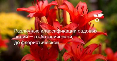 Различные классификации садовых лилий — от ботанической, до флористической - botanichka.ru
