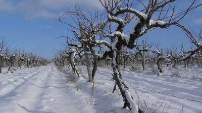 Выращивание винограда без укрытия на зиму - sad-dacha-ogorod.com