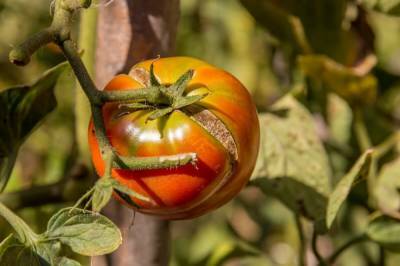 Почему трескаются томаты, и как этого избежать - ogorod.ru