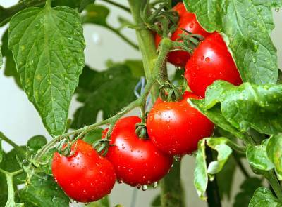 Польза пасынкования томатов - 4udesnaya-da4a.com