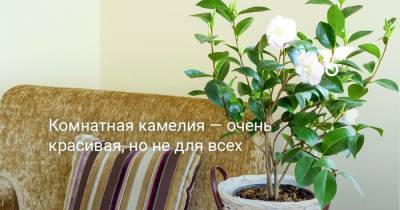 Комнатная камелия — очень красивая, но не для всех - botanichka.ru
