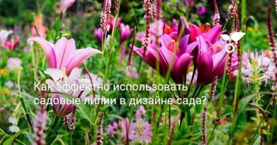 Как эффектно использовать садовые лилии в дизайне сада? - botanichka.ru