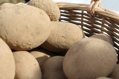 Как правильно выкопать картофель и сохранить урожай до весны - orchardo.ru - Россия