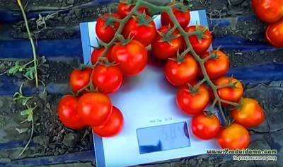 Уход за черри для большого урожая – советы агронома - vsaduidoma.com
