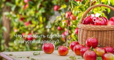 Что не забыть сделать в августе садоводу? - botanichka.ru