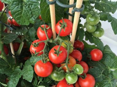 4 особенности ухода за томатами в августе - orchardo.ru