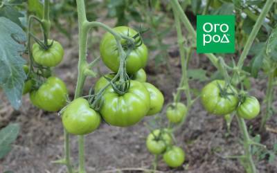 Почему не созревают томаты в теплице и открытом грунте - ogorod.ru