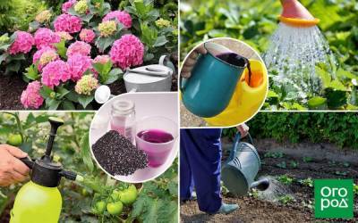 Марганцовка: 14 необычных способов применения в саду, огороде и цветнике - ogorod.ru
