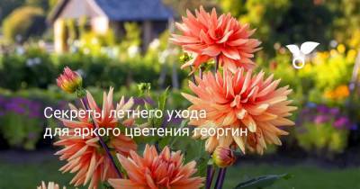 Секреты летнего ухода для яркого цветения георгин - botanichka.ru