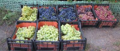 Выращивание винограда на продажу - sad-dacha-ogorod.com