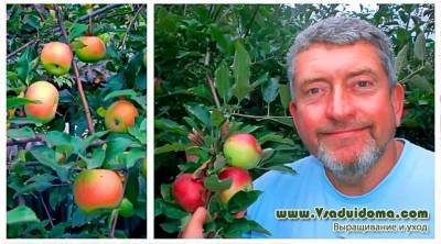 Яблоня сорта «Вербное» – мои отзывы и фото - vsaduidoma.com