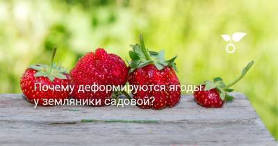 Почему деформируются ягоды у земляники садовой? - botanichka.ru