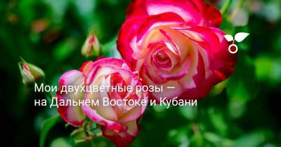 Мои двухцветные розы — на Дальнем Востоке и Кубани - botanichka.ru - Хабаровский край - Монако