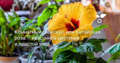 Комнатный гибискус, или Китайская роза — красочное цветение и простой уход - botanichka.ru