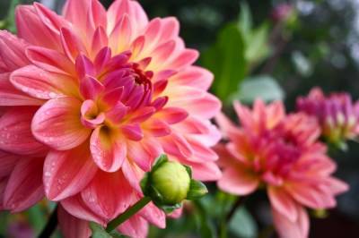 20 растений с большими цветками – яркие акценты для вашего сада - ogorod.ru