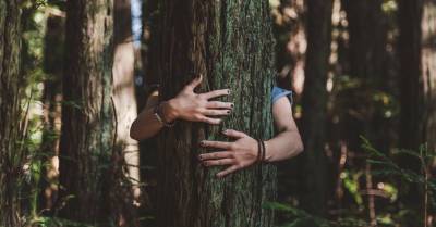 Деревья-талисманы: о чем просить сосну и почему полезно обнимать березу - rus.delfi.lv