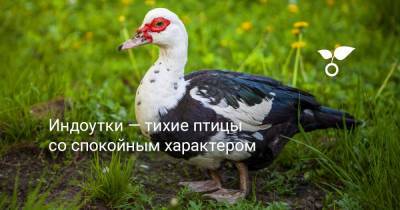 Индоутки — тихие птицы со спокойным характером - botanichka.ru