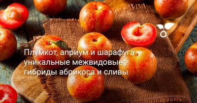 Плумкот, априум и шарафуга — уникальные межвидовые гибриды абрикоса и сливы - botanichka.ru