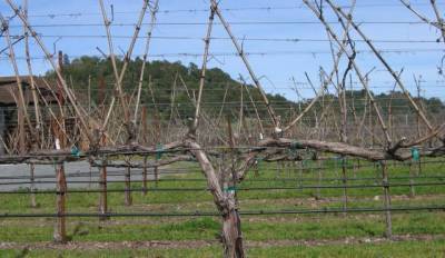 Обрезка и искусственное опыление винограда весной - sad-dacha-ogorod.com