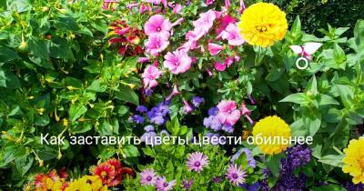 Как заставить цветы цвести обильнее - botanichka.ru