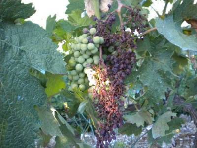 Почему на винограде чернеют и усыхают виноградинки - 7ogorod.ru