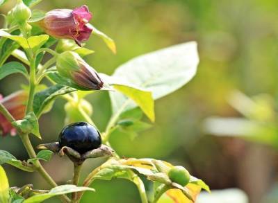 Осторожно, ядовитые ягоды: 7 названий, которые нужно знать наизусть - orchardo.ru - Россия - Крым - Краснодарский край