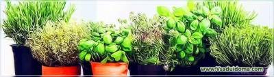 Зеленные культуры – агротехника выращивания от к.с.х наук - vsaduidoma.com