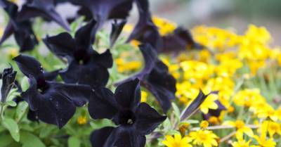 Больше драмы: 9 черных цветов, которые сделают ваш сад необычным - rus.delfi.lv
