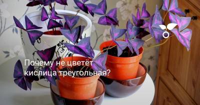 Почему не цветёт кислица треугольная? - botanichka.ru