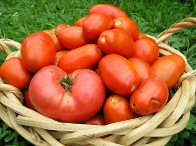 Что сделать из помидоров, если собранный урожай начал портиться - ogorod.ru