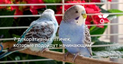 7 декоративных птичек, которые подойдут начинающим - botanichka.ru