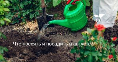 Что посеять и посадить в августе? - botanichka.ru