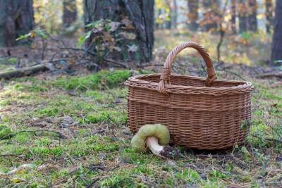 Почему только русские едят грибы из леса, а за границей с этим сложно - orchardo.ru - Россия - Русь