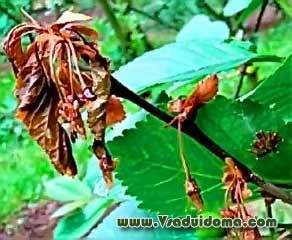 Монилиоз вишни – как бороться? - vsaduidoma.com