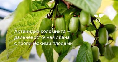 Актинидия коломикта — дальневосточная лиана с тропическими плодами - botanichka.ru