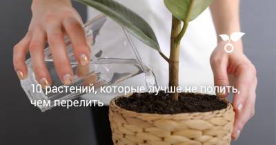 10 растений, которые лучше не полить, чем перелить - botanichka.ru