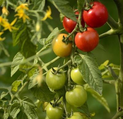 Мал, да удал: 6 преимуществ томатов черри, которые мало кому известны - orchardo.ru