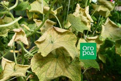 Почему скручиваются листья у огурцов – 8 возможных причин - ogorod.ru