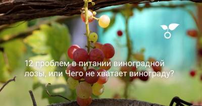 12 проблем в питании виноградной лозы, или Чего не хватает винограду? - botanichka.ru