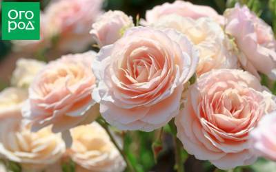 Розовые розы: 10 самых нежных сортов - ogorod.ru