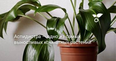 Аспидистра — одно из самых выносливых комнатных растений - botanichka.ru